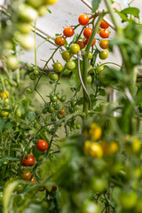 Rote und Grüne Tomaten am Strauch im Gewächshaus