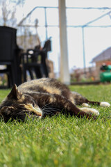 Brown pregnant cat laying and sleeping on grass