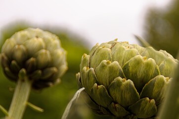 Obraz premium Artischoke mit unscharfem Hintergrund