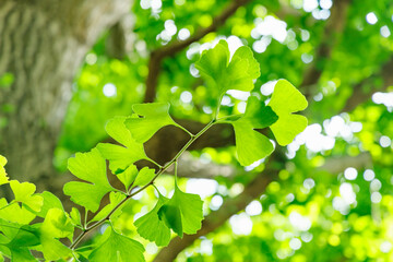 太陽の光が当たる新緑の木