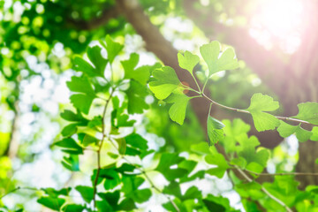 Fototapeta na wymiar 太陽の光が当たる新緑の木