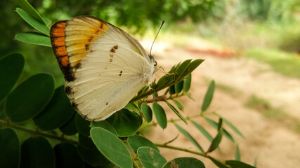 butterfly on a leaf