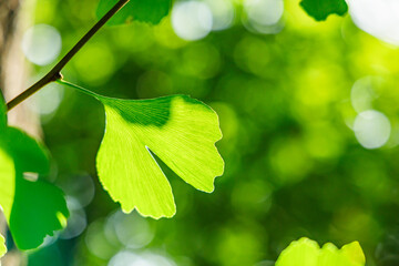 太陽の光が当たる新緑の木