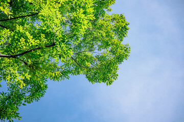 太陽の光が当たる新緑の木