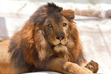 福岡市動物園「ライオン」