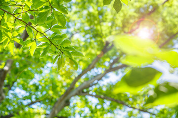 Fototapeta na wymiar 太陽の光が当たる新緑の木