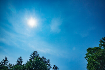 眩しい太陽と青空と新緑の木