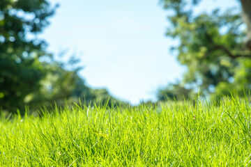新緑が綺麗な瑞々しい草