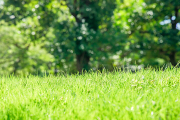 新緑が綺麗な瑞々しい草