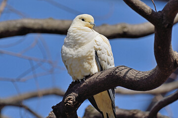 福岡市動物園「ソデグロバト」