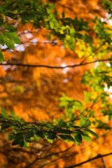 Leaves in fall on a tree