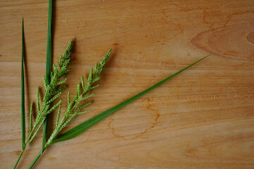 green flower wild grass on wooden background. rustic concept for text advertising copy space