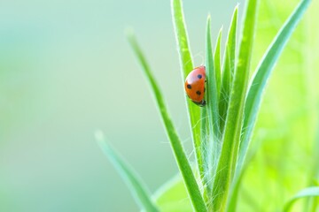 Ein roter Marienkäfer mit schwarzen Punkten sitzt im Sommer an einer grünen Pflanze, Coccinellidae