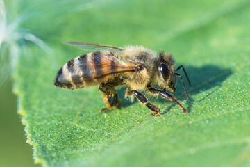 Honigbiene in Sonnenblume