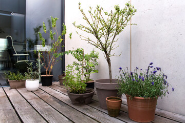 Büro, Homeoffice, Pflanzen