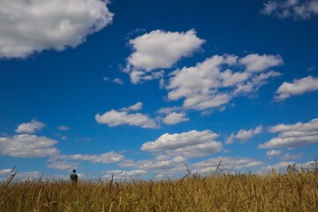 Obraz premium Beautiful Orange Field with One Man in the distance and Blue Sky with Clouds in Czech Nature. Agriculture, Cultivating, Rural, Non-Urban Scene.