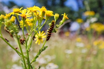Cinnabar Moth Caterpillar Feeding on Yellow Ragwort Plant on a Meadow in Czech Nature. Beautiful Orange and Black Striped Caterpillar of Tyria Jacobaeae.