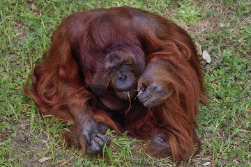 福岡市動物園「ボルネオオランウータン」