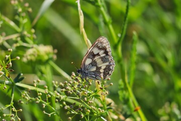 Fototapeta premium The Marbled White Butterfly (Melanargia Galathea) Sitting on Green Plant on a Meadow. Ventral View of Beautiful Butterfly with White and Gray-Black Markings in Czech Nature.