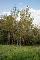 Obraz premium A farm where people hike in the Free State in South Africa