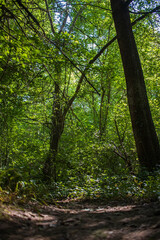 Obraz premium forest, sant quirze safaja