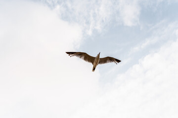 Seagull flying viewed from below with outstretched wings on a cloudy day.