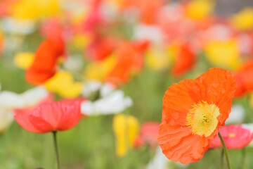 福岡市植物園「アイスランドポピー」