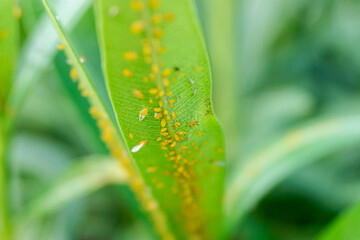Detail of an aphid infestation, Aphididae, feeding on the sap of a plant.