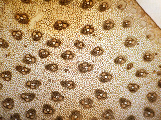 MIcrophotography of cross section of a petiole of palm Chamaerops sp.