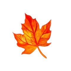 Hello Autumn -colorful leaves.  Red maple leaf. Isolated element on white background. Watercolor hand painted illustration.