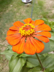 orange flower on a green background