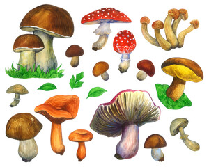 Hello Autumn - set of isolated elements on white background. Different tipes of mushrooms - cep, boletus, fly-agaric, oiler, honey mushroms, russula, chanterelle. Watercolor hand painted illustration.