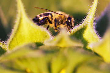 Honigbiene in Sonnenblume