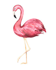 Watercolor illustration. Image of a pink flamingo.