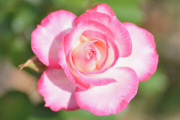 福岡市植物園「バラ（ニコル）」