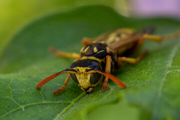 Guêpe sur une feuille