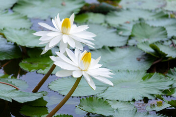 Yellow White Lotus flower Nymphaea lotus or water-lily, family Nymphaeaceae