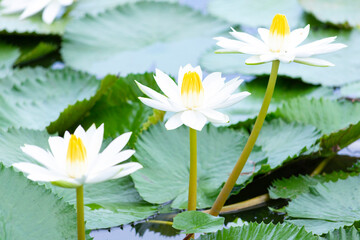 Yellow White Lotus flower Nymphaea lotus or water-lily, family Nymphaeaceae