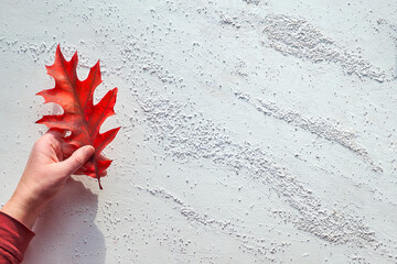 Hand holds vibrant red oak leaf, flat lay on white textured background with copy-space. Minimal natural Fall decorations.