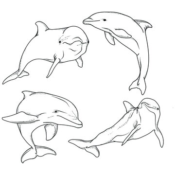 artwork illustration black and white hand drawn dolphin   pose bundle set premium vector