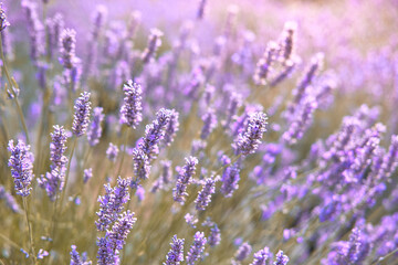 Close-up on mountain lavender on Hvar in Croatia