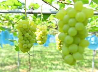 ブドウ