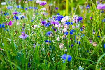 Cornflowers, Asteraceae in the meadow, blue sky