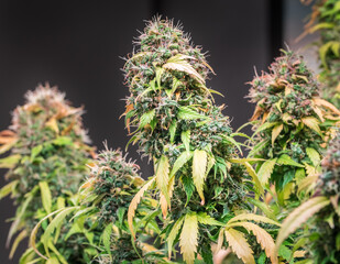 Close up shot of a cannabis plant blossom