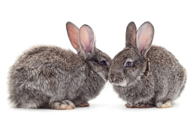 Obraz premium Gray rabbits isolated.