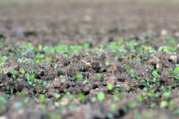 Campo 
