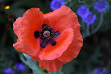 Mohn