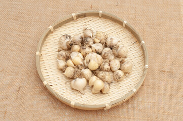 Organic garlic (Allium sativum) in woven bamboo basket. Isolated on jute fabric.