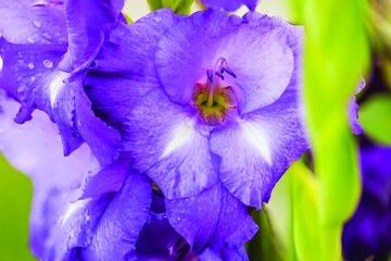 Close up macro view of purple  gladiolus flower.  Beautiful backgrounds.