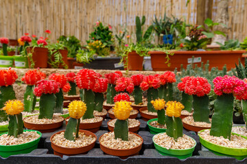Big group of blossiming decorative red cactuses